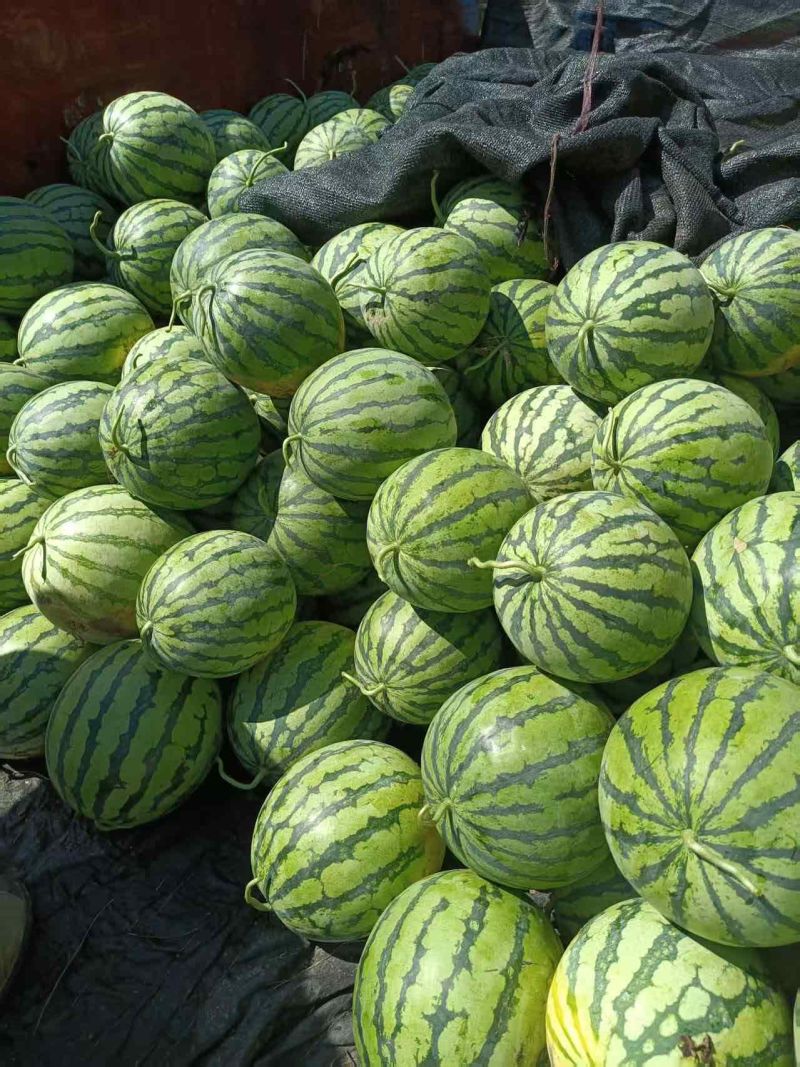 原产地西瓜长期供应量大从优