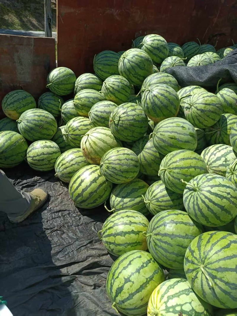 原产地西瓜长期供应量大从优