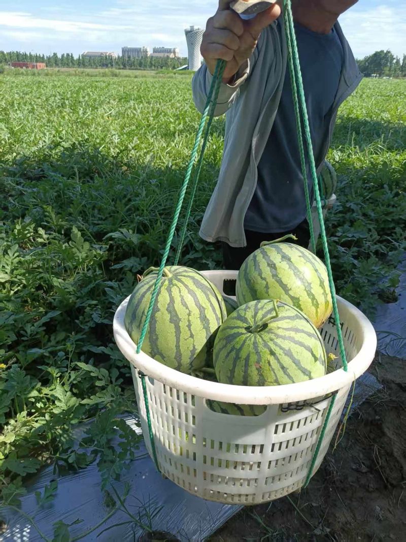 原产地西瓜长期供应量大从优