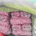 优质大青稞蒜种，网袋装
