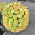 新疆无花果