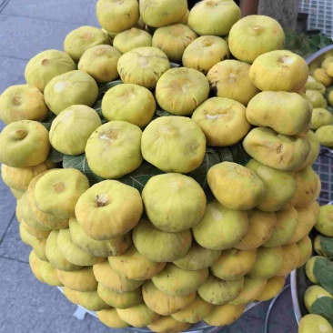 新疆无花果