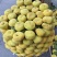 新疆无花果