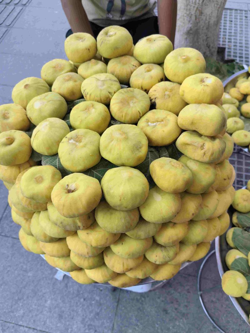 新疆无花果