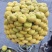新疆无花果