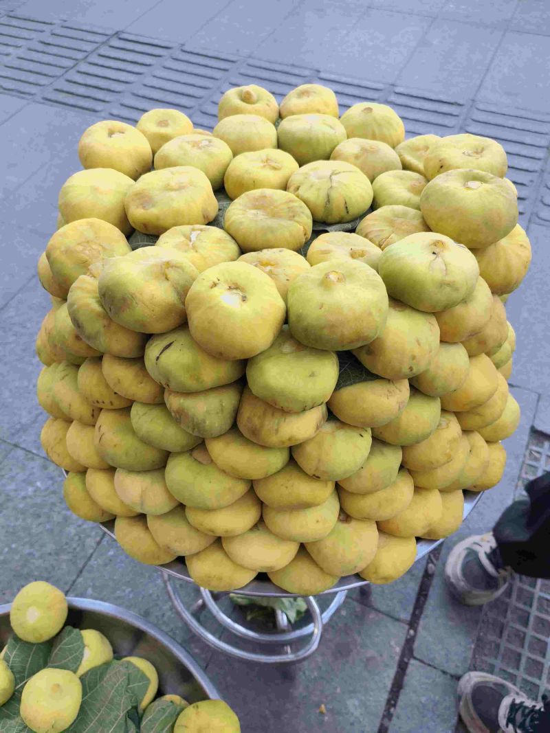 新疆无花果