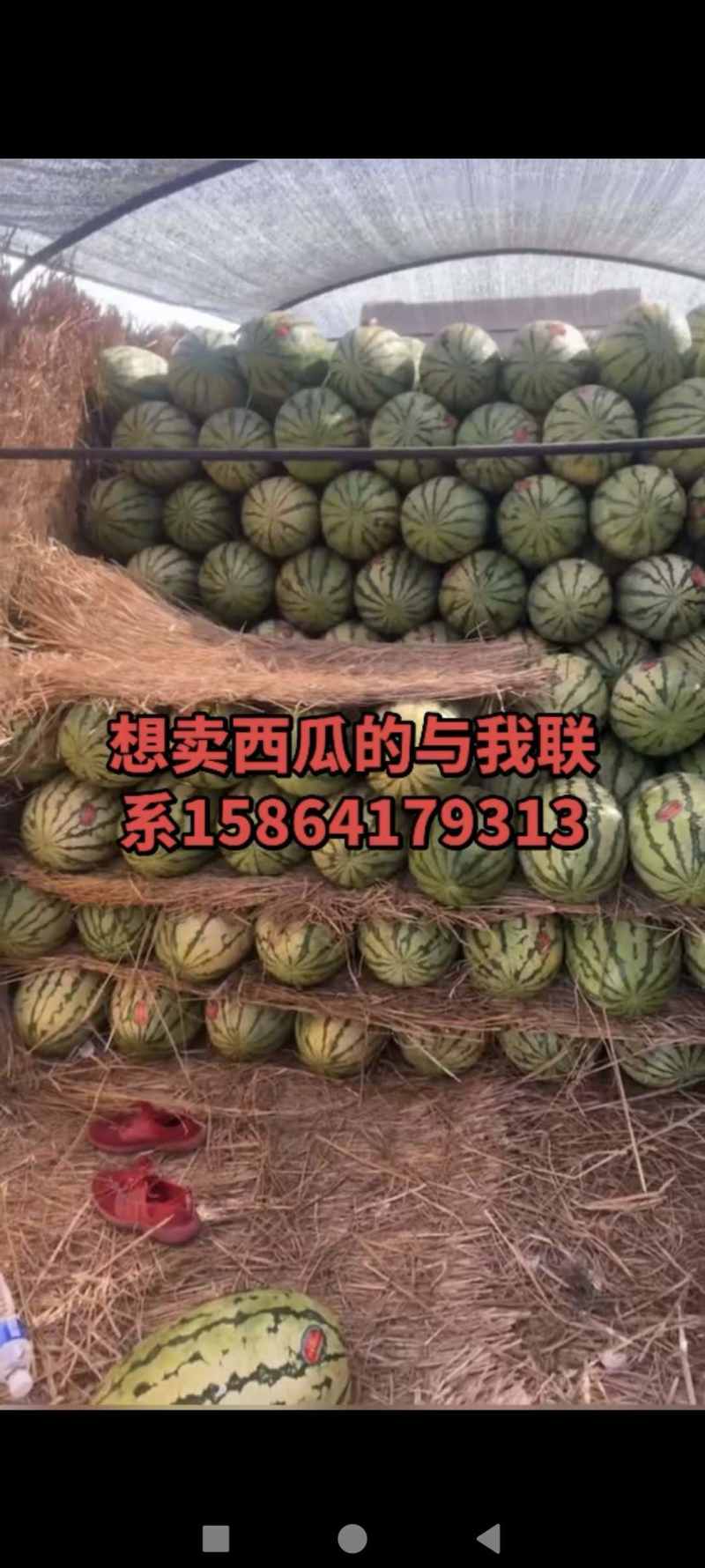 宁夏中卫硒砂瓜