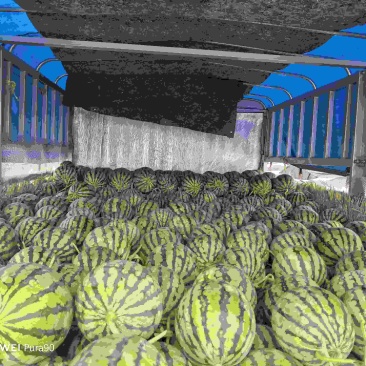 西瓜正品保障随时有货