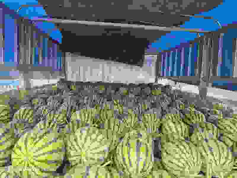 西瓜正品保障随时有货