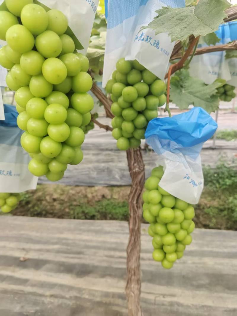 阳光玫瑰