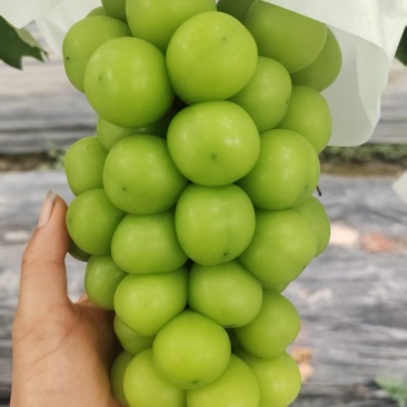 阳光玫瑰