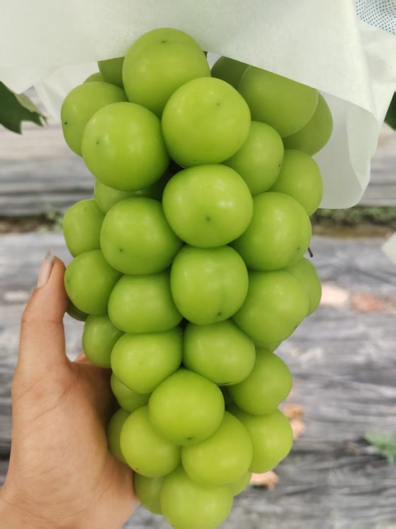 阳光玫瑰