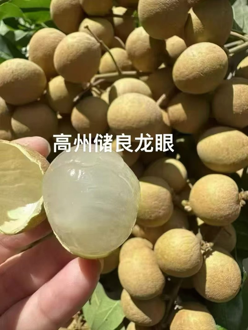 广东省核心产区高州沙田储良龙眼，老树正宗储良品种