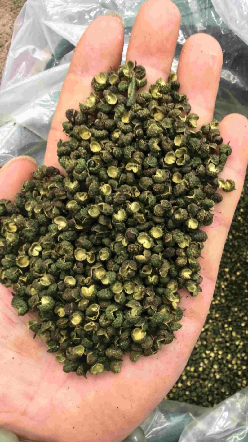 青麻椒，今年新货，一手货源。可视频看货河南包邮