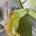 干豌豆粒