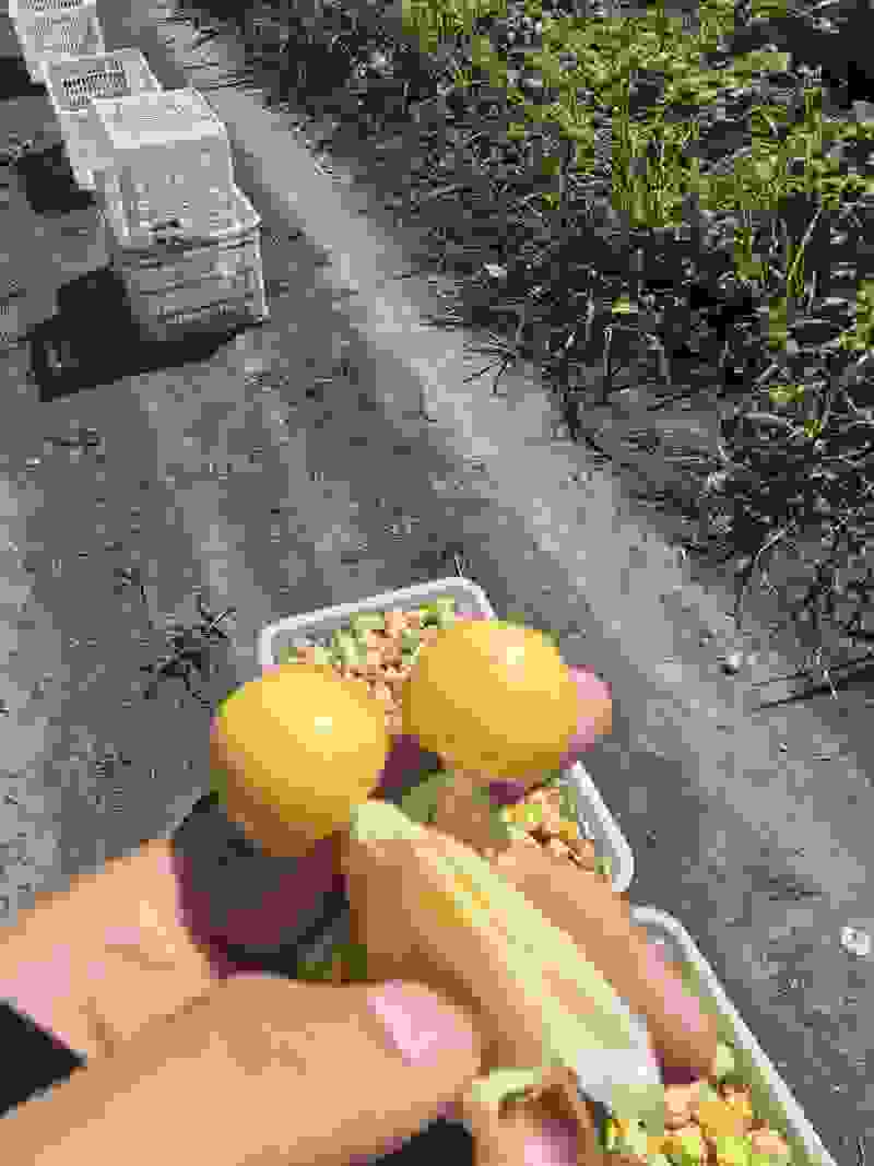 东北菇娘果