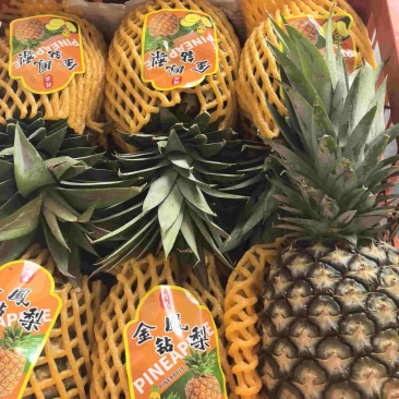 金钻凤梨