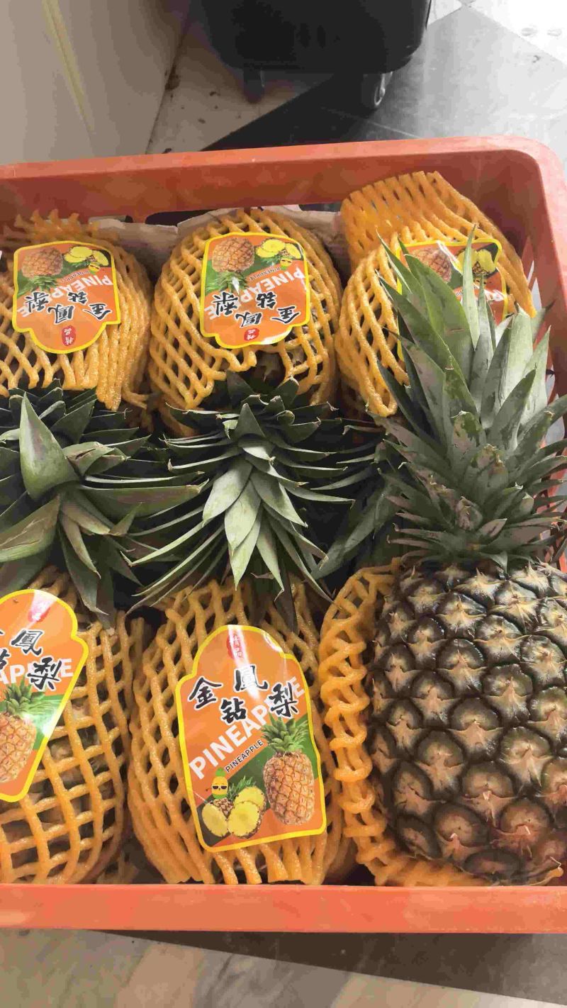 金钻凤梨