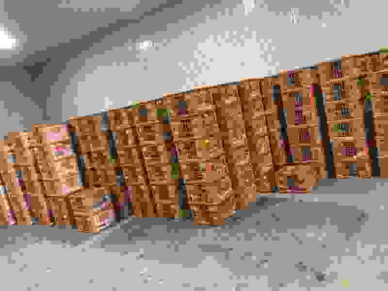 金钻凤梨
