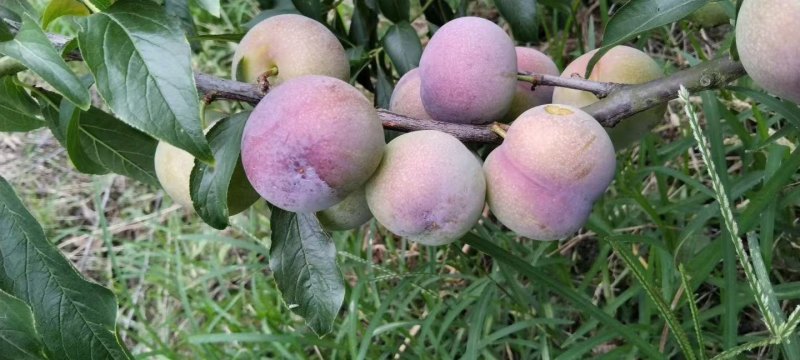 四川半边红脱骨李