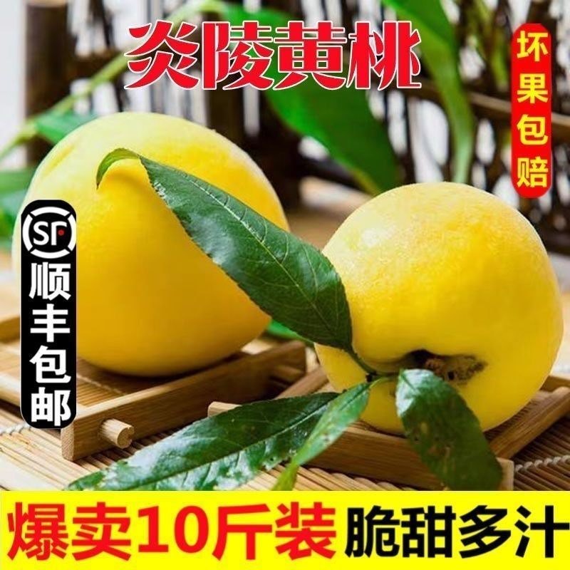 正宗炎陵黄桃，专业供应链，电商代发。一件也发货
