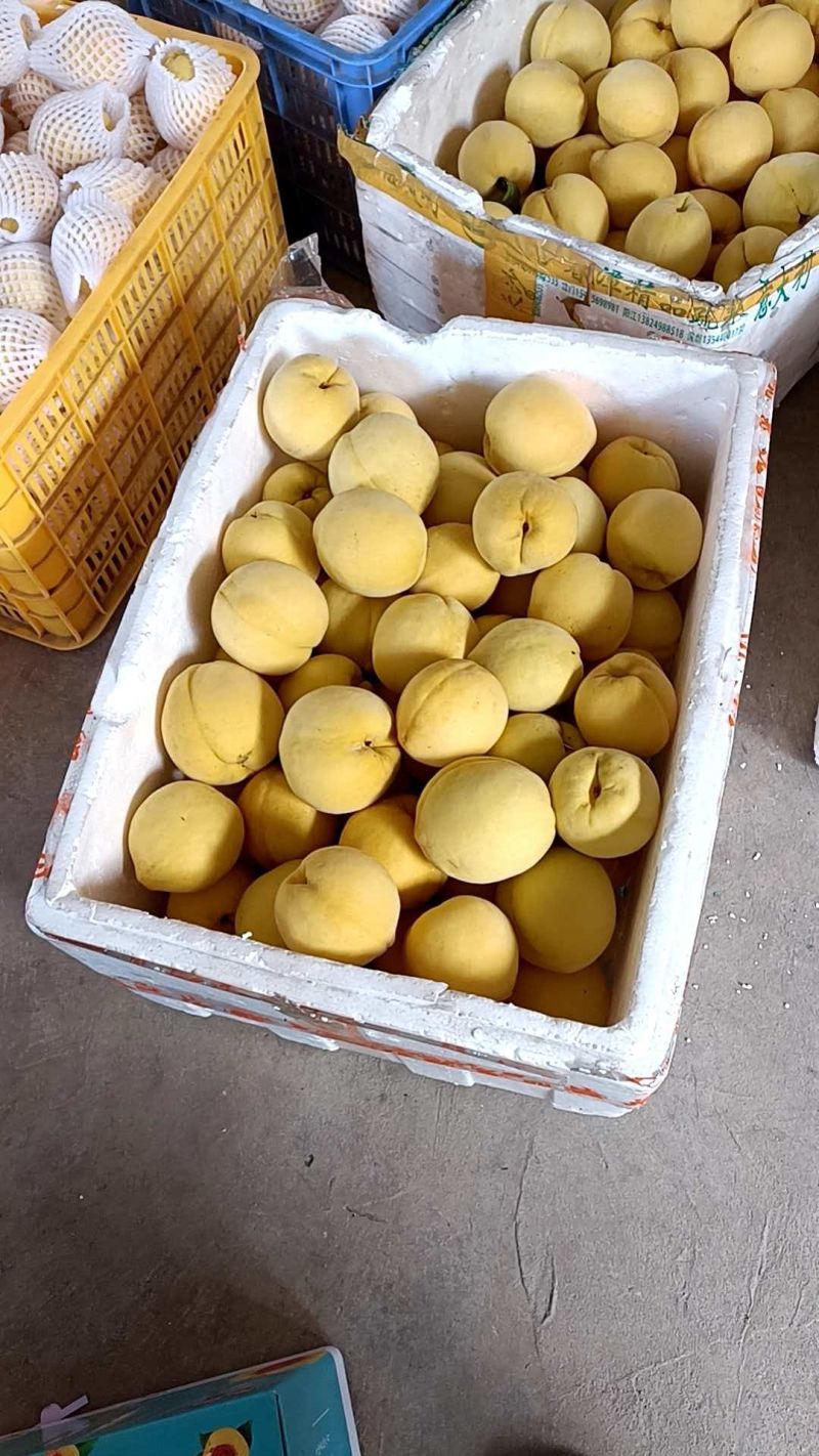正宗炎陵黄桃，专业电商代发。都在一起，助力炎陵黄桃供应链