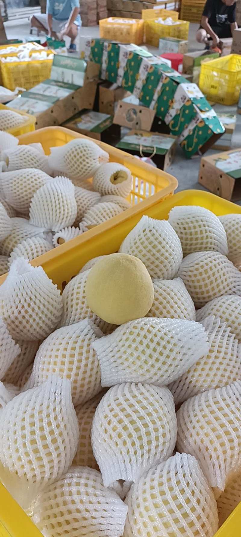 正宗炎陵黄桃，专业电商代发。都在一起，助力炎陵黄桃供应链