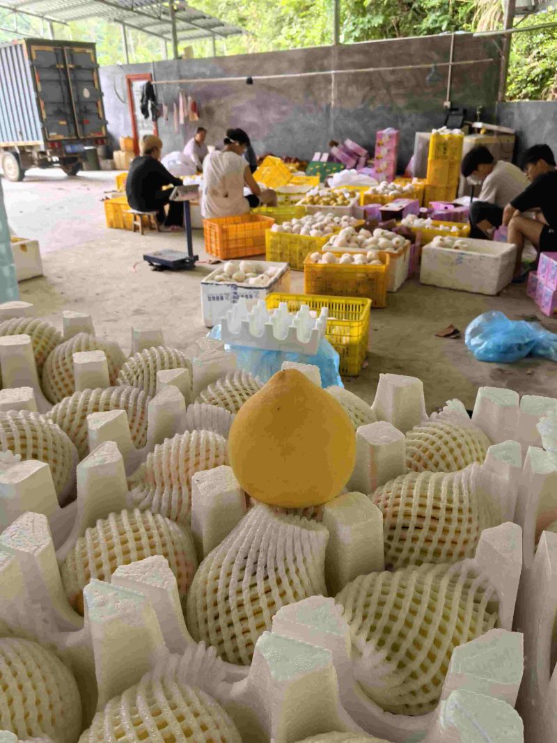 正宗炎陵黄桃，专业电商代发。都在一起，助力炎陵黄桃供应链