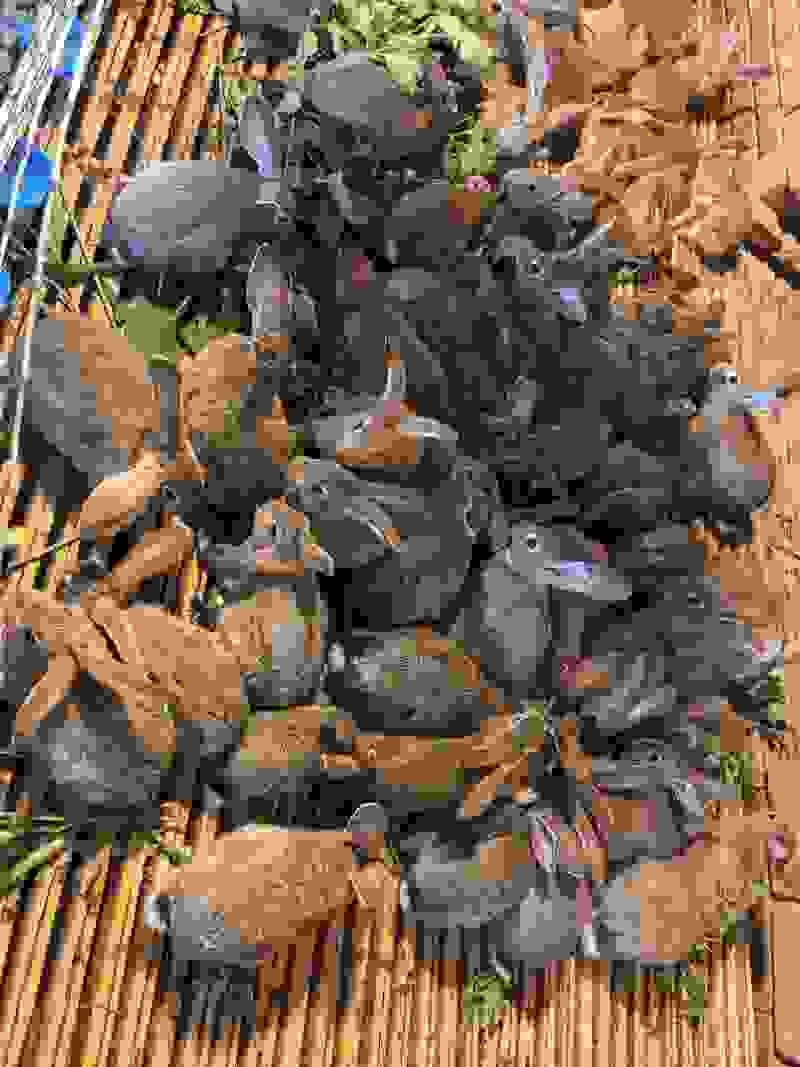 兔子
