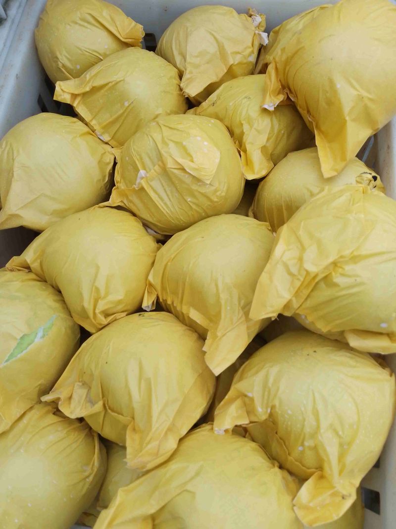皇冠梨