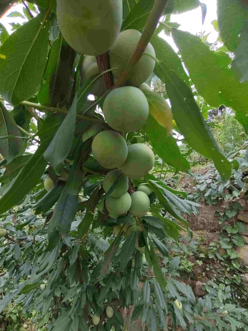 赤水镇凤凰李脆甜可口