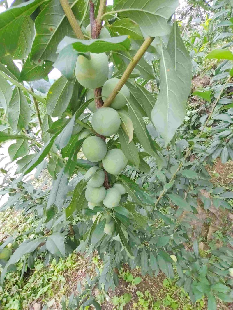 赤水镇凤凰李脆甜可口