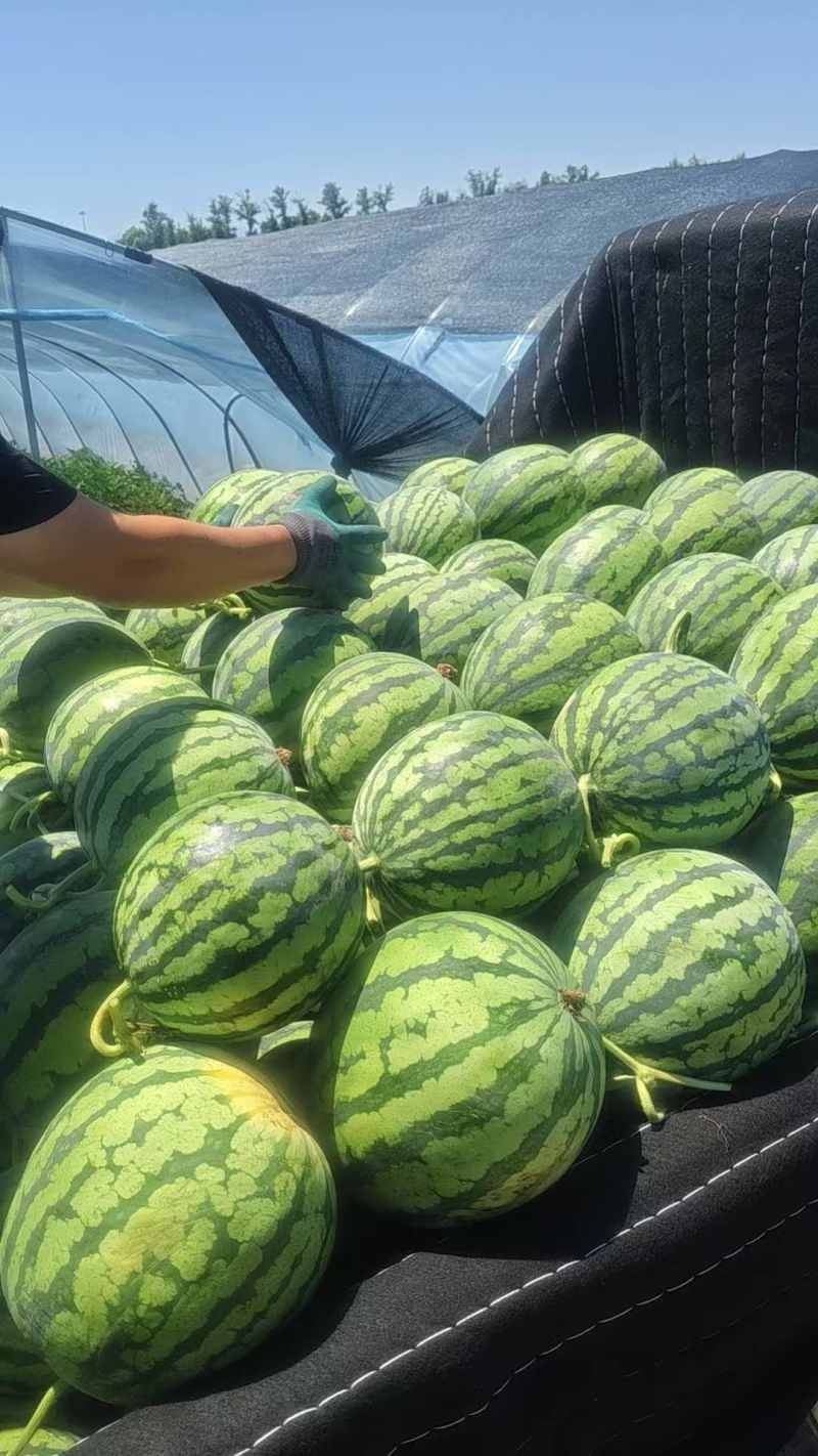 西瓜源头供应应季