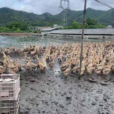 500天老鸭，量大从优