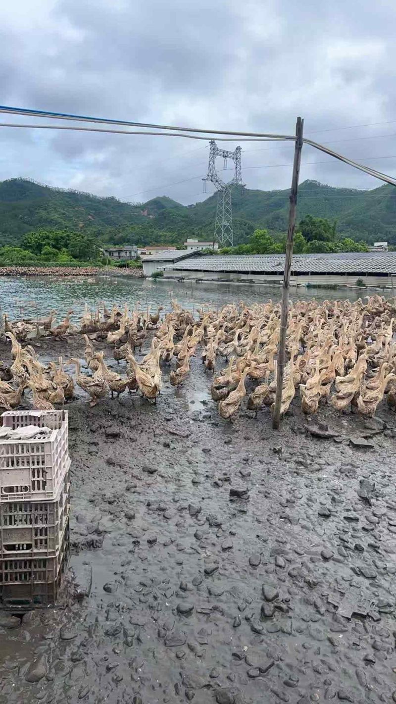 500天老鸭，量大从优