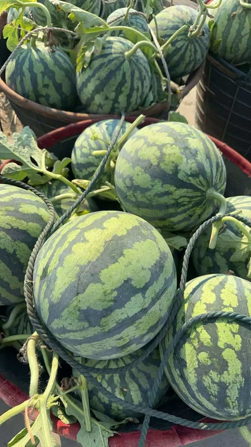 无籽麒麟西瓜已大量上市产地直供大量有货质量保证全国对接