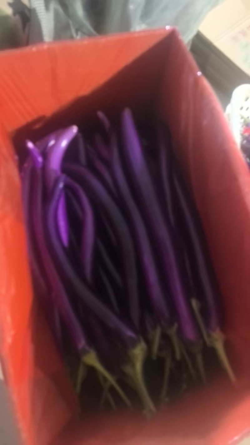 红线茄