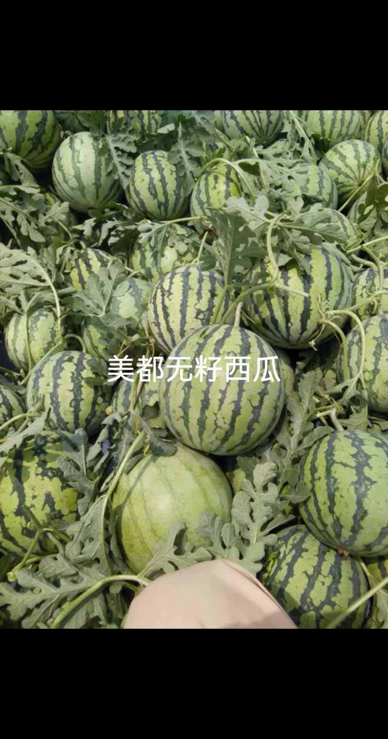 美都无籽西瓜，13个糖