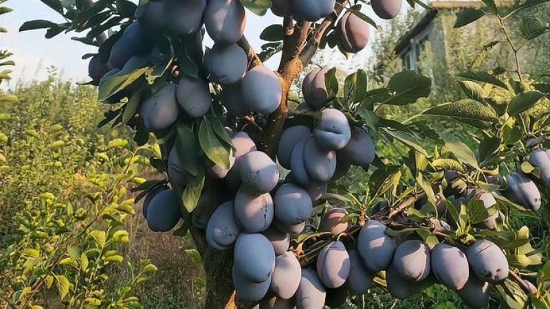 兰西梅！大量有货！
