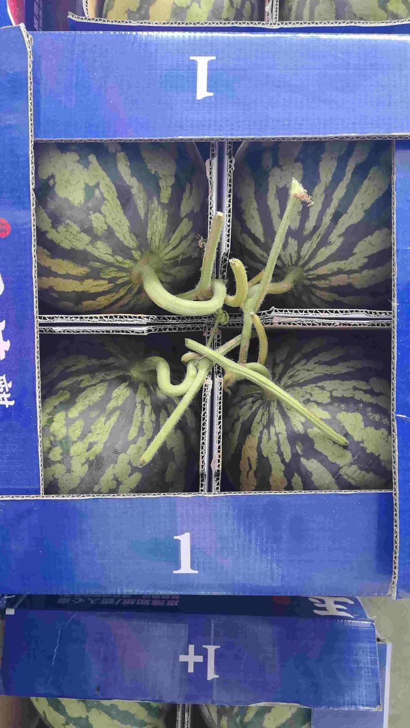 甘肃无籽麒麟