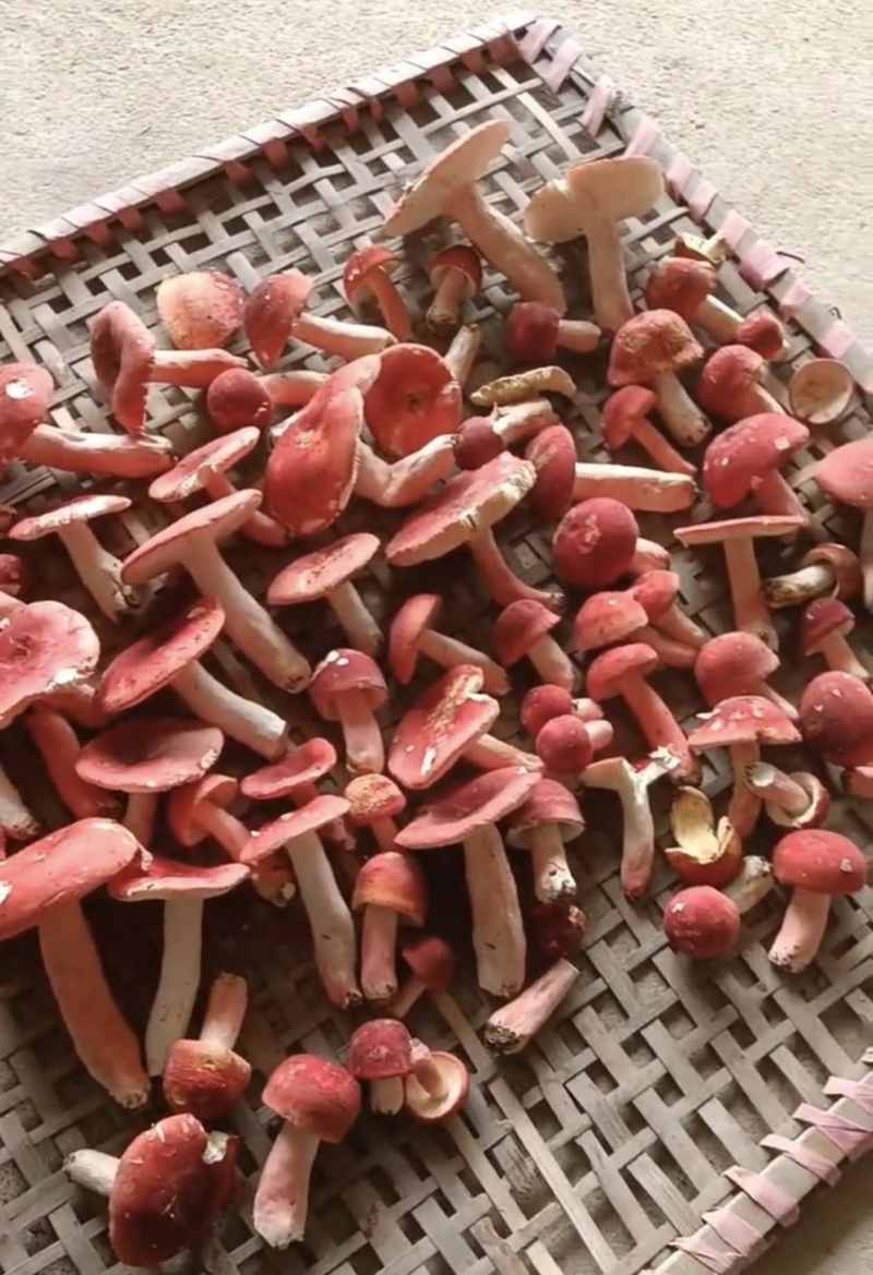 自己采摘红菇干的