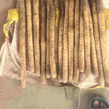 精品麻山药小白嘴双棒子药