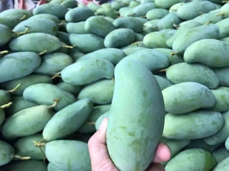 正宗广西百色桂七芒果基地直发
