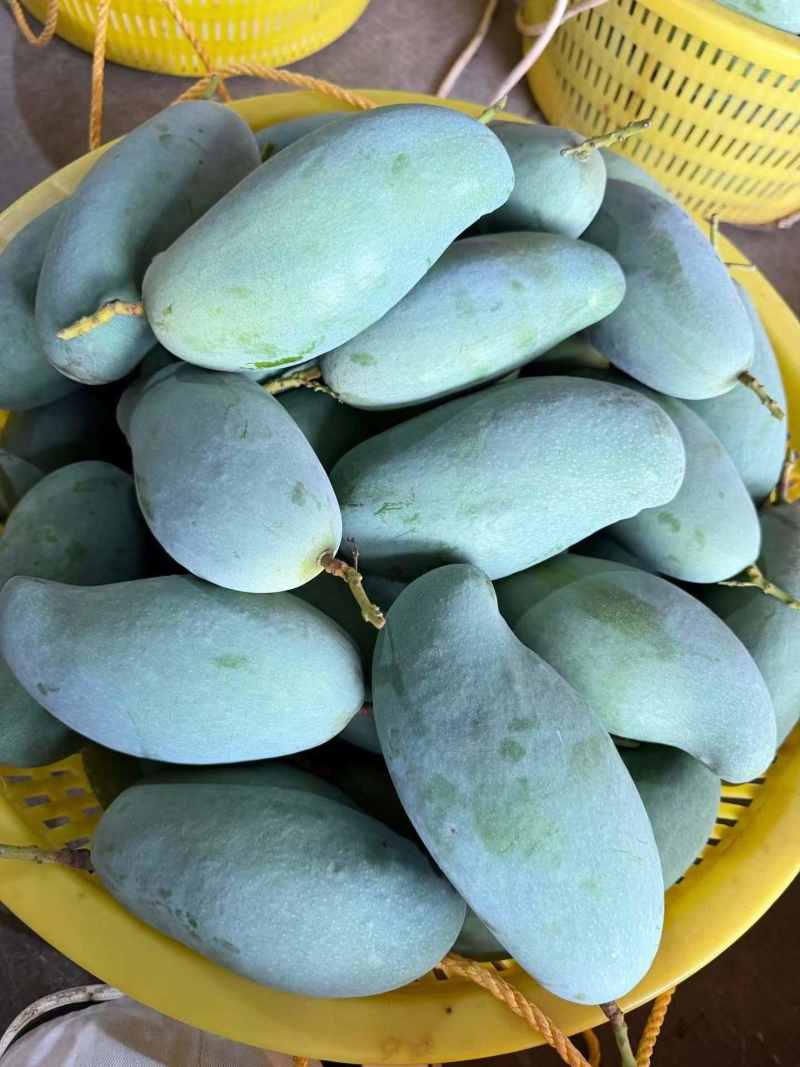 正宗广西百色桂七芒果基地直发
