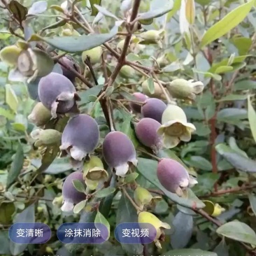 桃金娘树根（可做药材）果树还没挖，是生树根，共有十几亩地的