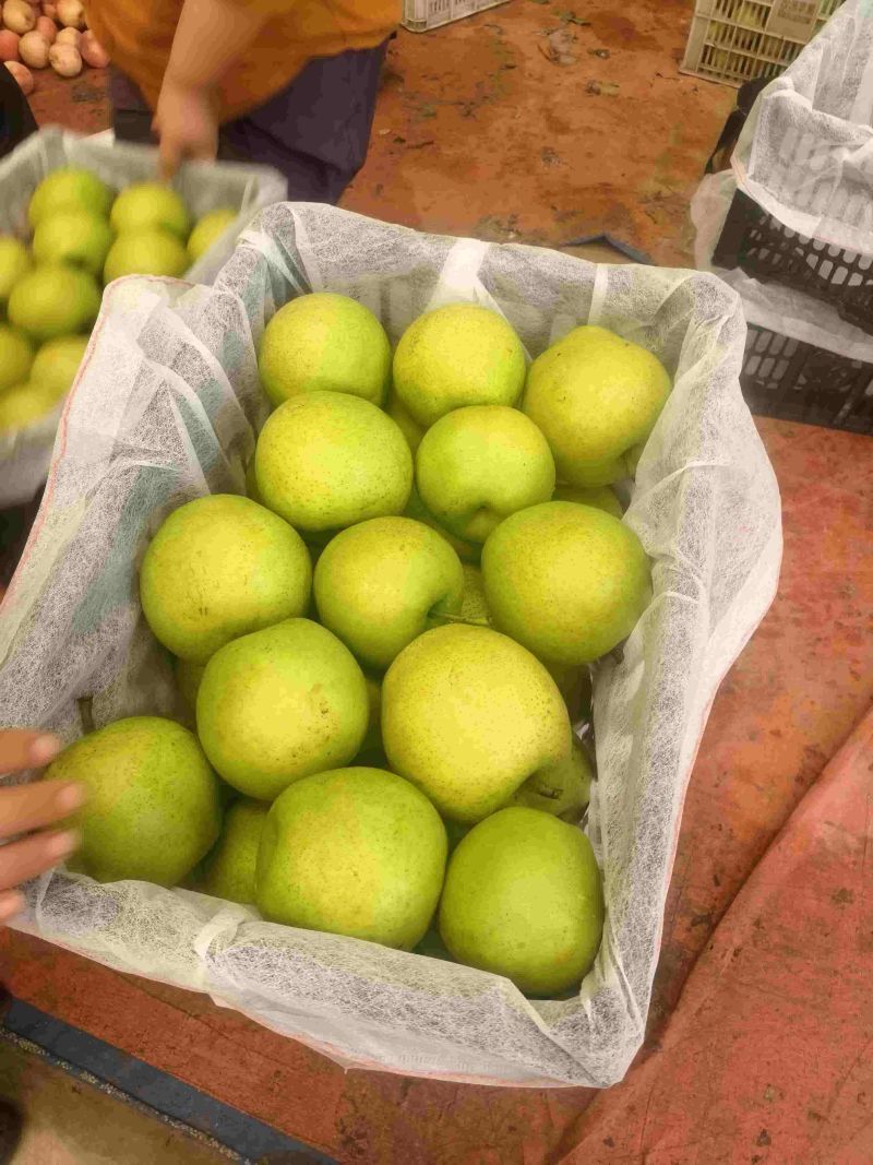 河南产区皇冠梨。