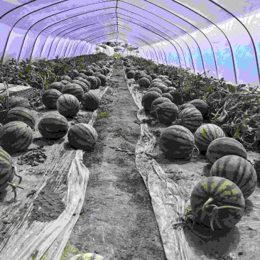 甘肃无籽麒麟西瓜🍉质量三包全国发货
