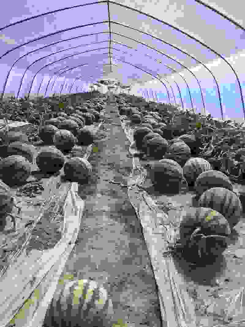 甘肃无籽麒麟西瓜🍉质量三包全国发货