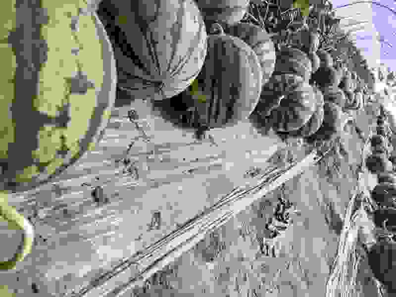 甘肃无籽麒麟西瓜🍉质量三包全国发货