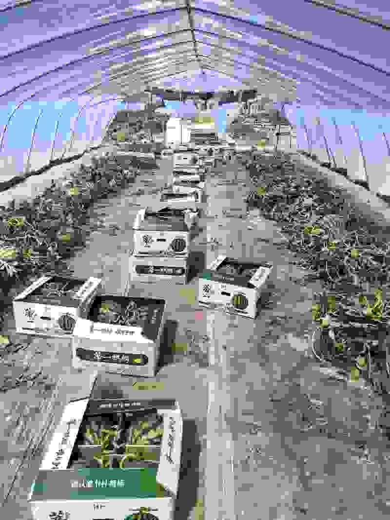 甘肃无籽麒麟西瓜🍉质量三包全国发货